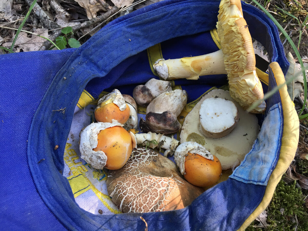 Цезарские грибы и болеты…..