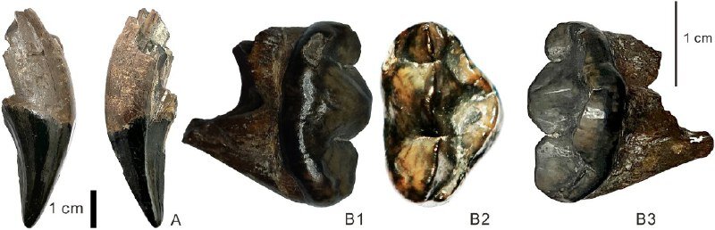    Найденные зубы агриарктоса: верхний клык (А) и верхний карнассиал, или хищный зуб (B1-B3) / © 10.1080/02724634.2021.2054718