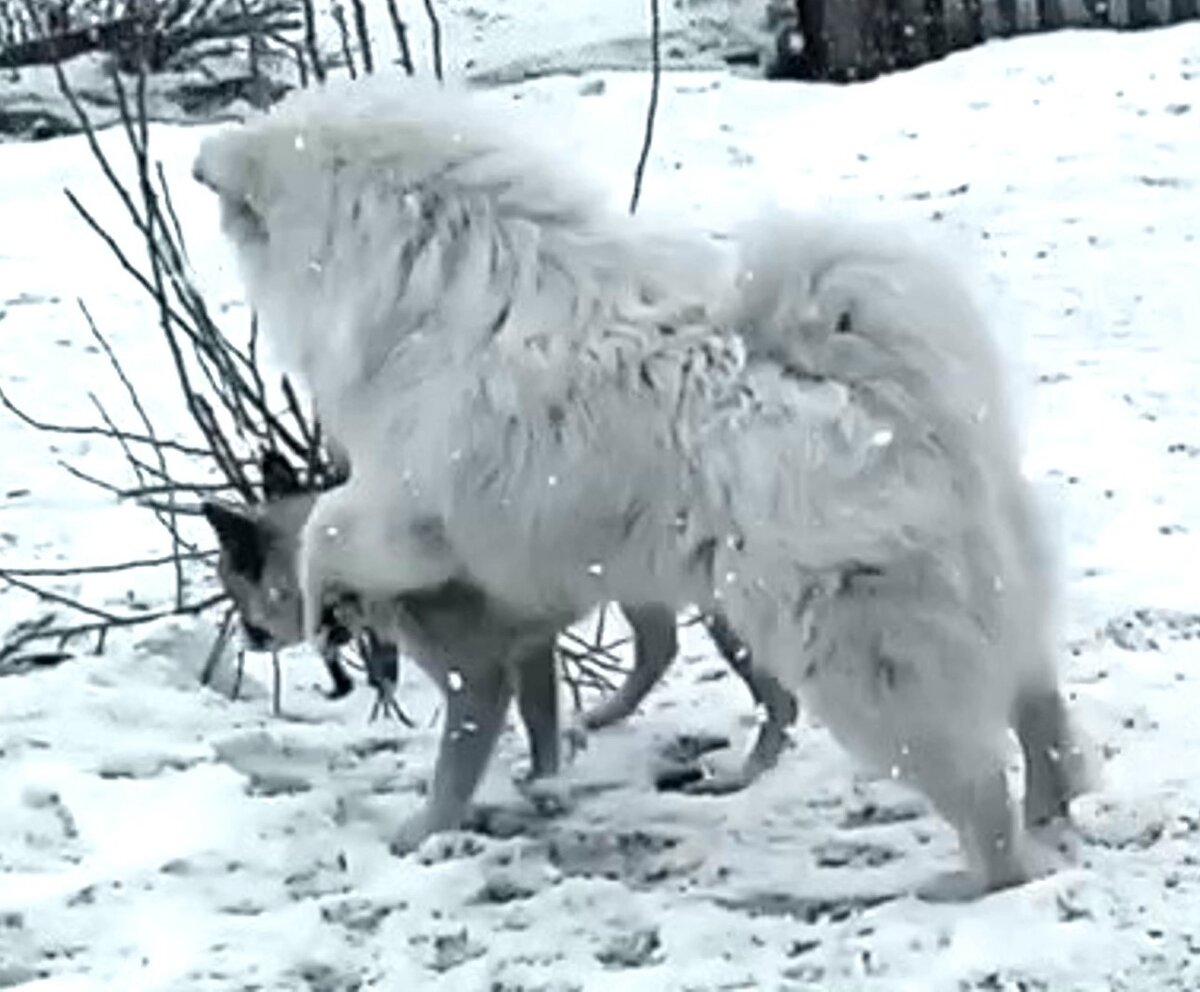 Умка с закадычным другом. Фото автора