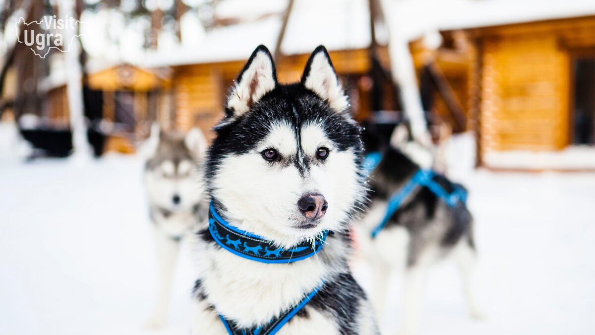 Хаски ездовые собаки. Хаски центр каменск-уральский деревня щербакова. Хаски центр в перми лобаново. Хаски центр в перми лобаново. Хаски пермь.