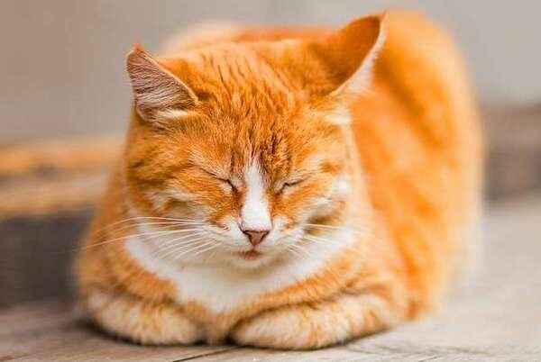 Фото из Интернета.