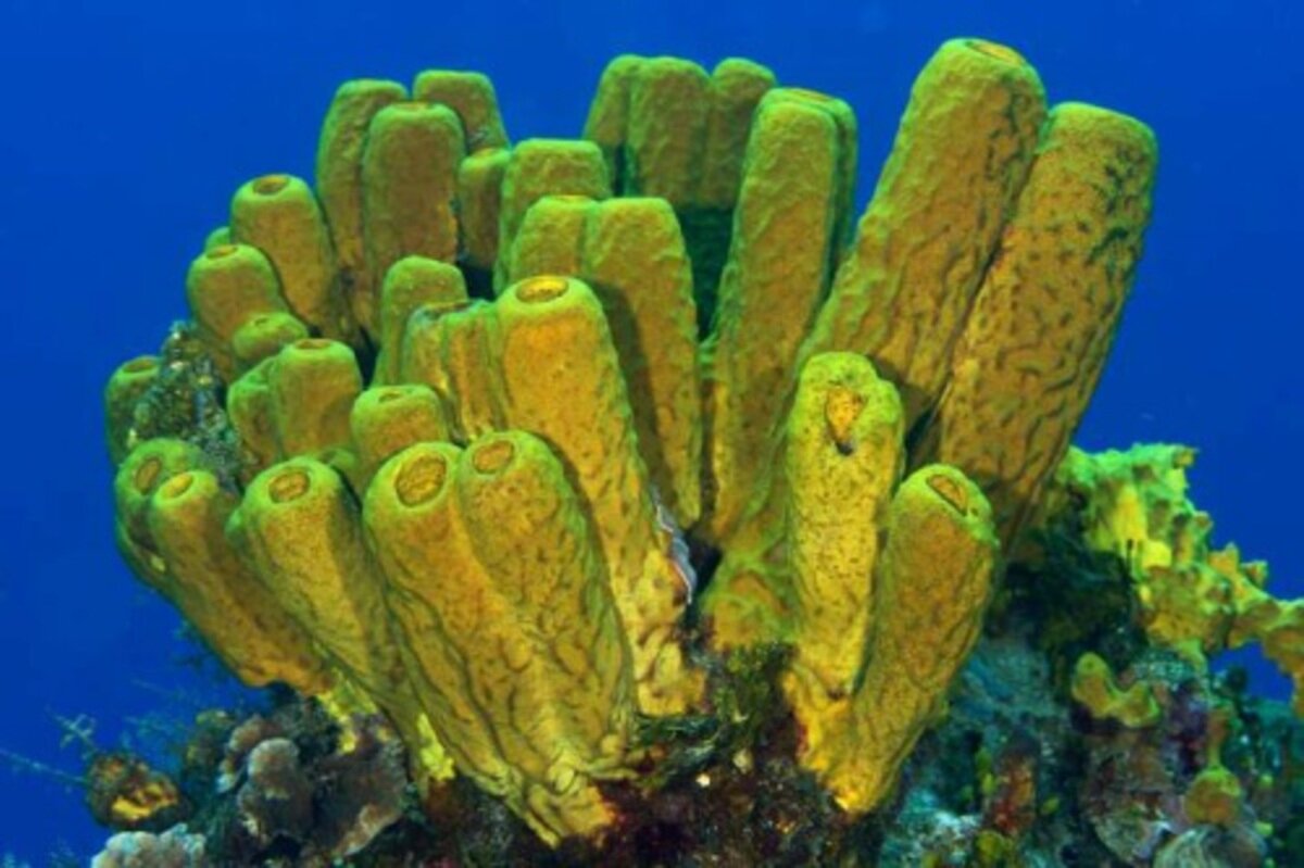 MARINE SPONGES