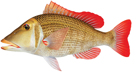Lethrinus miniatus