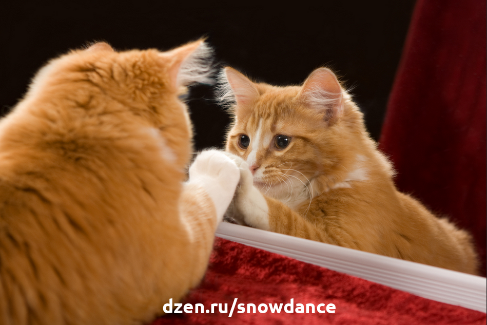 Понимают ли кошки, что это они отражаются в зеркале? | КотоВедение | Дзен