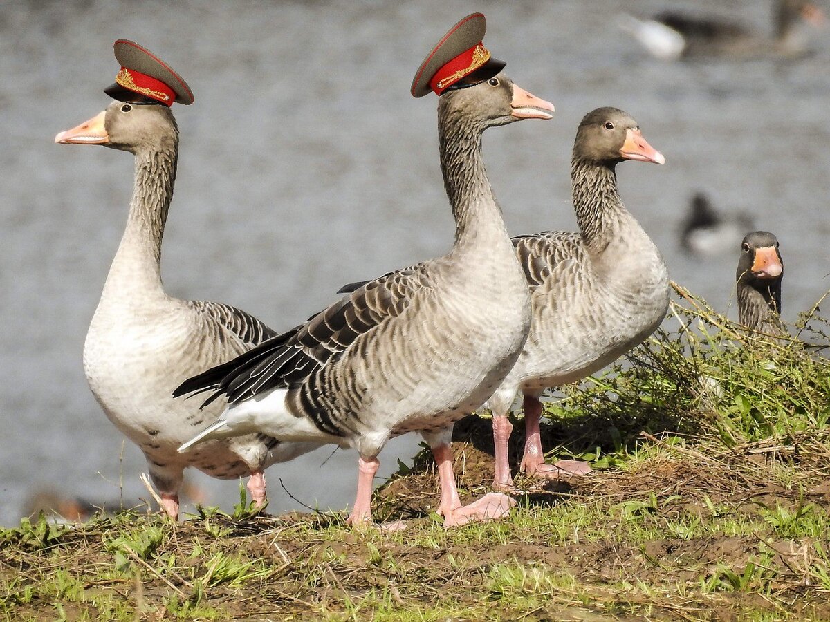Гусиная стая на отдыхе - что-то пошло не так....