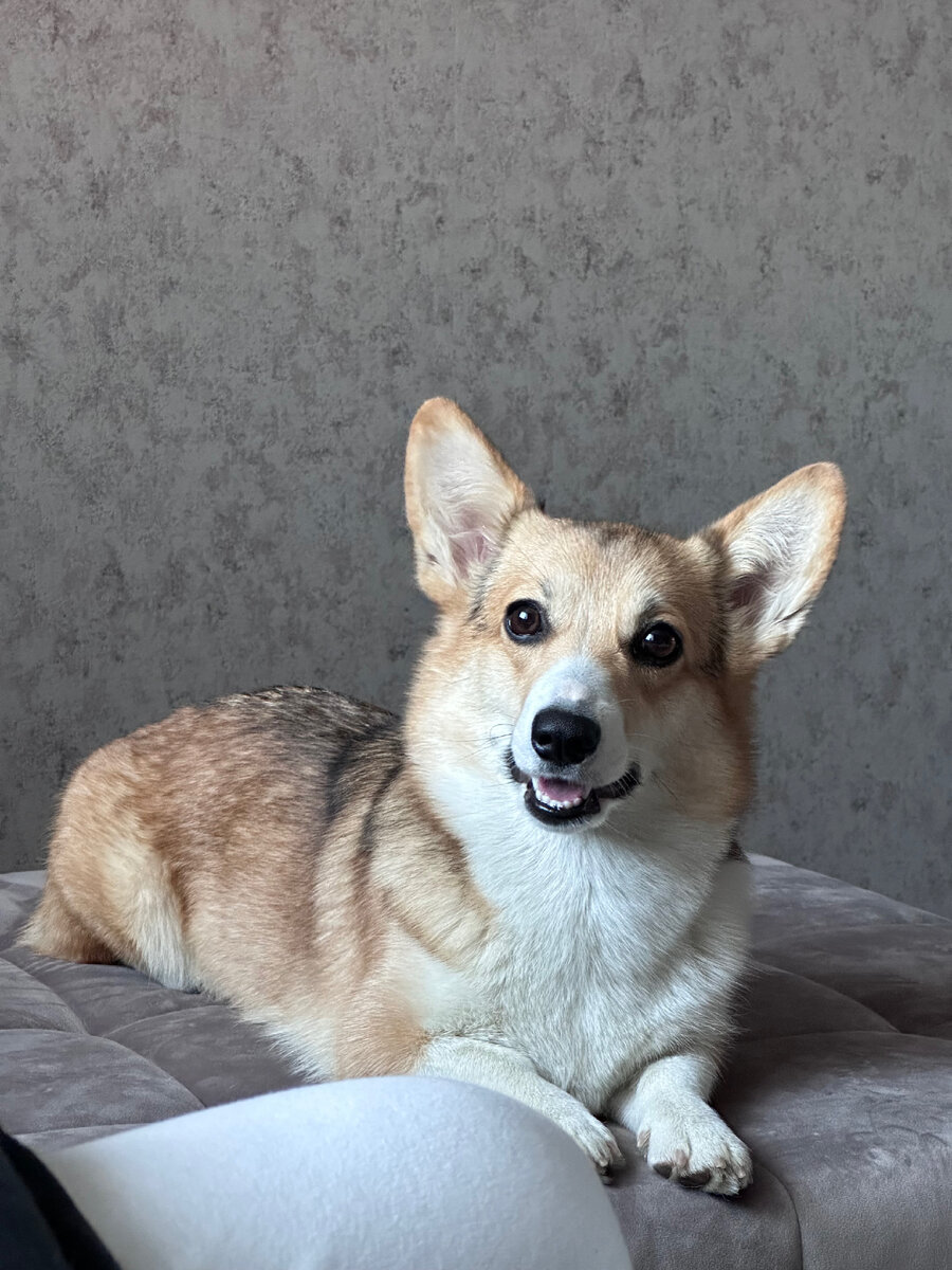 Моя булочка Майя