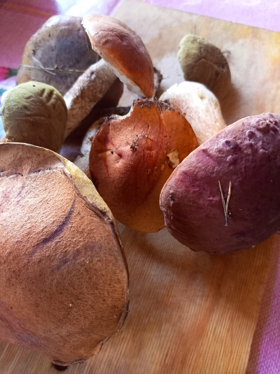 Грибы из леса. 