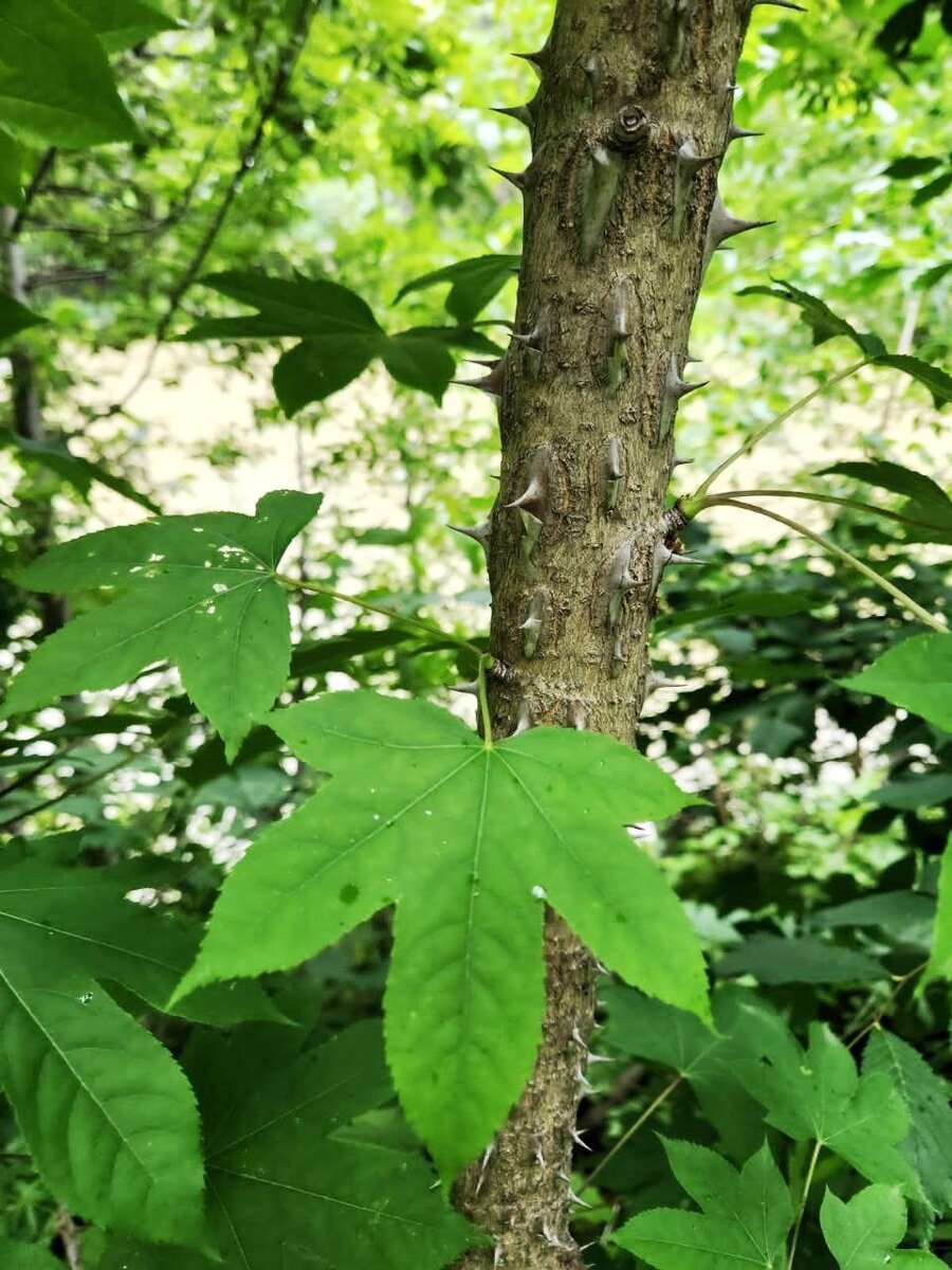 Калопанакс семилопастный (Acanthopanax sessiliflorus)