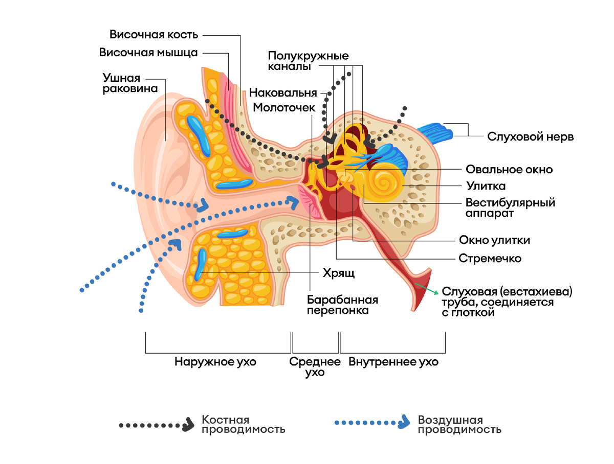 Об этом не рассказывают в школе! Оказывается, мы слышим не только ушами, но  и костями черепа | Радуга Звуков Мед | Дзен