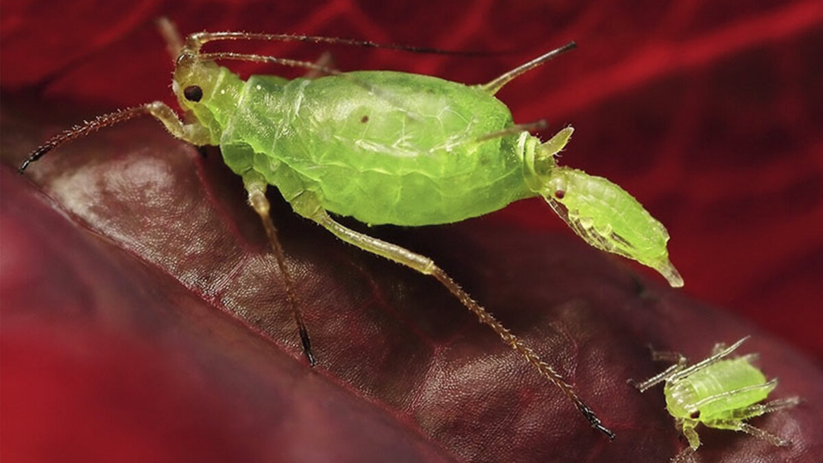 Источник фото: Кто ест тлю, чем питается, как выглядит. https://klopkan.ru/tlya/opisanie-tli/
