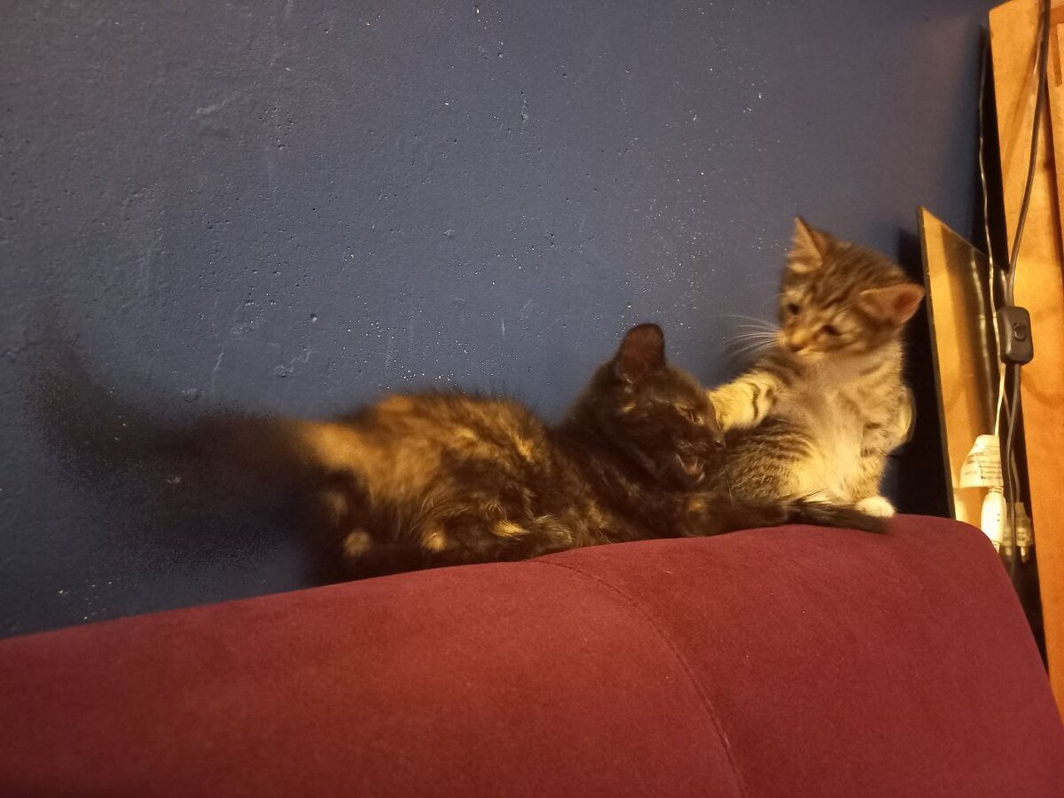    собственность редактора