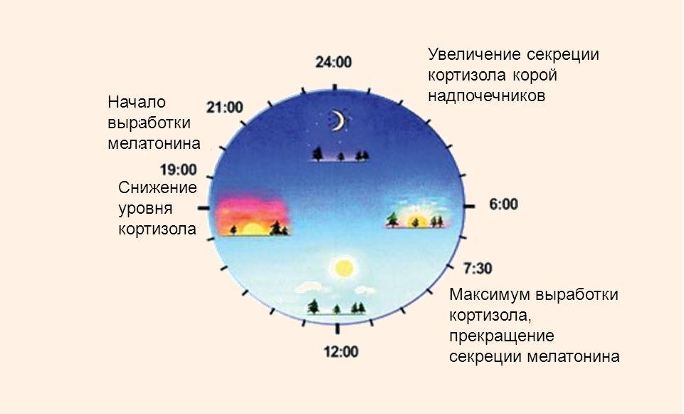 Выработка гормонов по часам в организме человека схема