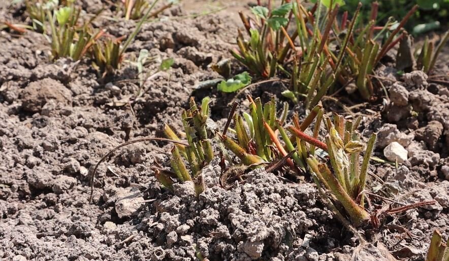 Обрезала клубнику.