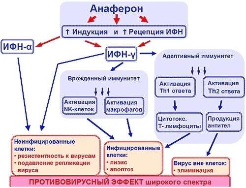 🗣️Больше всего просили рассказать про Анаферон, с него и начну ...🆘Однако скажу, я не настаиваю на данном методе лечения, никого не призываю и ничего не рекламирую!❓Пустышка или нет? Гомеопатия или нет ? Разобраться, на мой взгляд, очень сложно, ведь даже великие умы мира до сих пор пытаются решить этот вопрос. Но вот попробовать объяснить - можно 👉Анаферон содержит релиз-активные формы антител к интерферону- гамма. 🧐Сложно ...да 🤯🤯🤯✔️Многие и считают это гомеопатией, так как данную форму получают путем множественных разведение исходного вещества.✔️Однако следует учитывать, что каждое разведение исходного вещества подвергают специальной обработке ( ультразвуковой, электромагнитной и др) , что позволяет изменять физическую форму. При этом исходное вещество никуда не исчезает из разведения и за счёт специальной обработке обладает фармакологической активностью! Это важно ❗❗❗ Почему ? 📌Да потому что без обработки - фармакологической активности не будет, значит полученный раствор разведение не будет оказывать действие на организм.🤪🤪🤪 Это все конечно спорно. Рассмотрим ещё один ньюанс ,✔️гомеопатия следует принципу " подобное лечится подобным " , то есть гомеопатические препараты способны  блокировать активность молекул или субстратов, к которым они получены. ✔️Что касается релиз-активные форм - они не блокируют , а модулируют и воспроизводят специфические эффекты молекул или субстратов, к которым они были получены ...Тоже кажется не понятно в чем разница , одна и та же чуть ,разными словами..🤯🤯🤯🧐🧐🧐 . ✔️Тогда третий ньюанс - гомеопатия направлена на вызов индивидуальной реакции организма, ✔️релиз - активные формы имеют конкретные механизмы действия - связывание с рецептором,белком ( мишенью ) и тд, чтобы усилить взаимодействия. ❗👉Что ещё можно сказать, это то, что гомеопатия не имеет клинической  доказательности , априори этого сделать невозможно!!! ✔️Но вот релиз активные формы препарата доказать клиническую эффективность можно и это делают учёные всего мира!🧐Может быть этого вам и не достаточно, чтобы увидеть разницу...Однако различия лишь в одном механизме действия уже заставляют задуматься 🤔🤔🤫🤫 Как работает Анаферон 👇👇👇