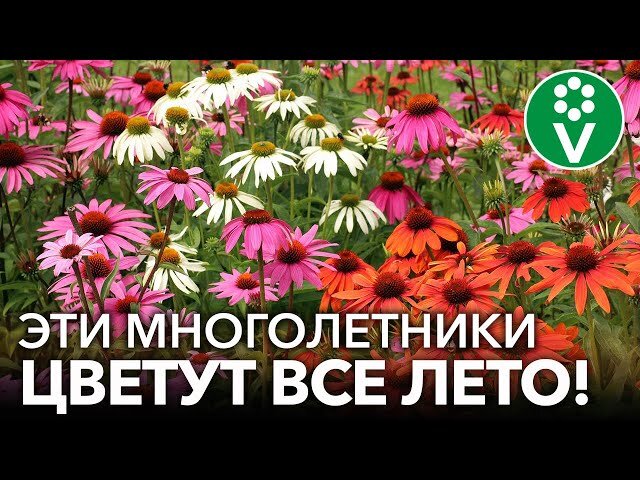Проблемы многолетних цветников и 6 эффективных путей их решить