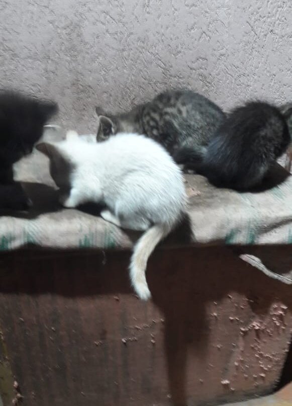 Это новые котята Маруси ,их было 5, одного пристроила моя соседка. Есть белый с голубыми глазами и чёрный с белыми лапками. Но пока они никому не нужны.