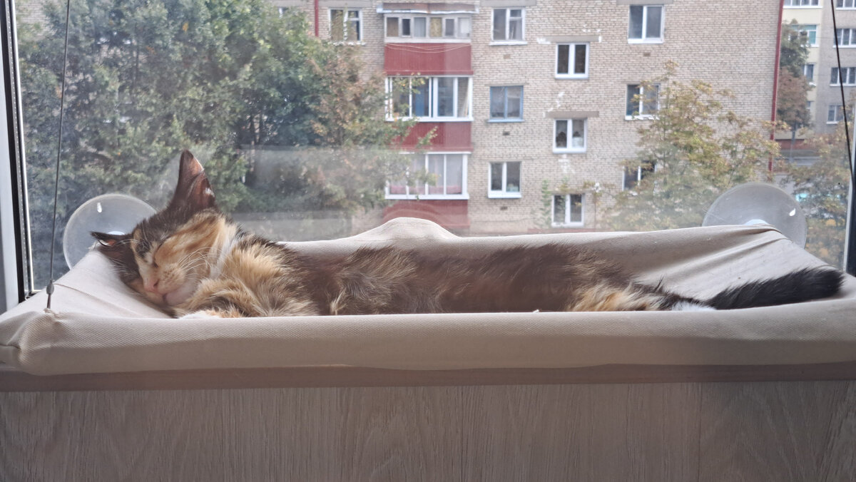 Муся на Чили