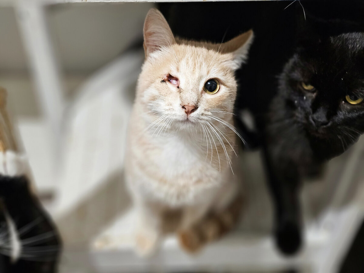 Фото автора. Мамин, маленьким котёнком вывезла из Махачкалы. Подросли, и скоро планируется операция по зашивпнию глазницы.