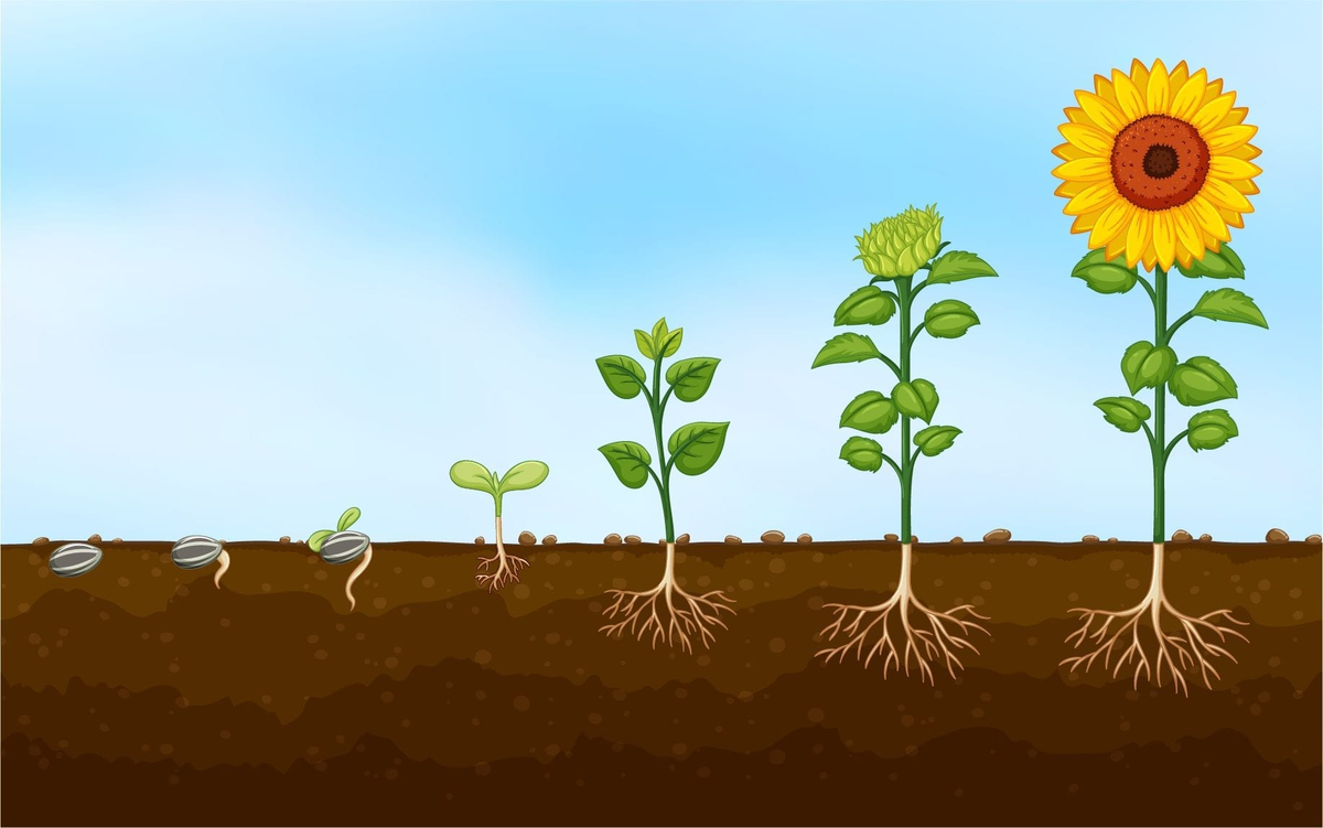 Источник картинки: https://leverageedu.com/blog/plant-growth-and-development/ 