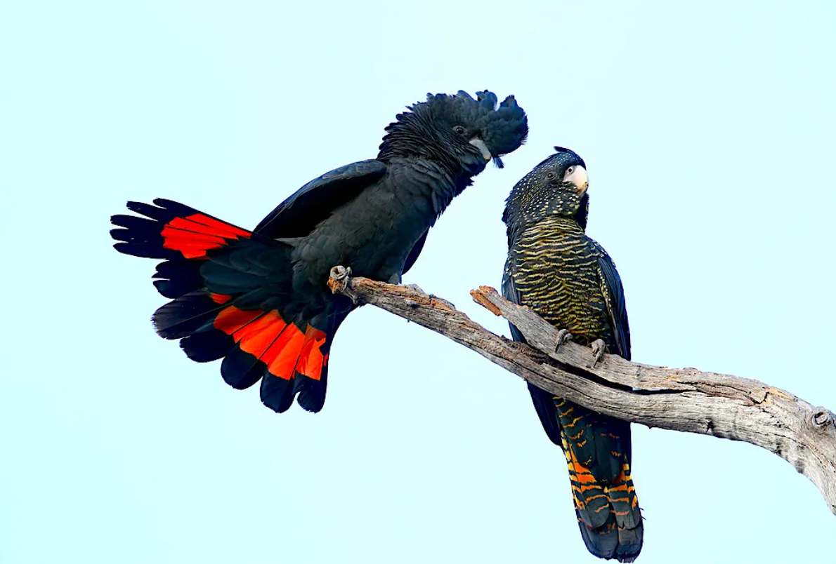 траурный какаду. краснохвостый жако. траурный какаду. черный краснохвостый какаду. какаду бэнкса.