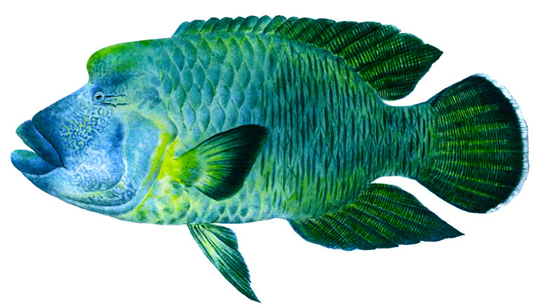 Cheilinus undulatus