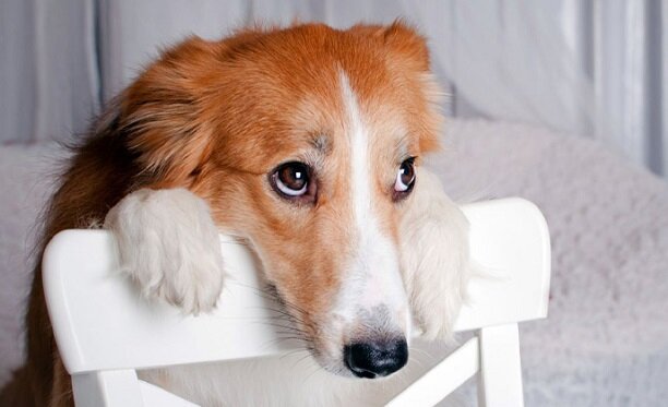 Источник фото: https://www.profpetsit.com/blog/wp-content/uploads/2017/01/Please-Choose-My-Pet-Care-Provider-Wisely.jpg