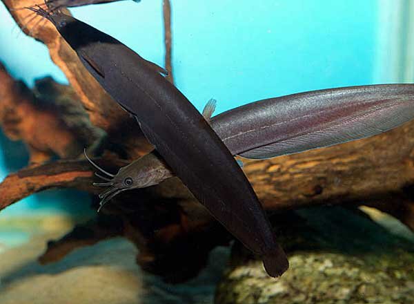 Непростая взаимоотношения сомиков в аквариуме | Дом гуппи | Дзен