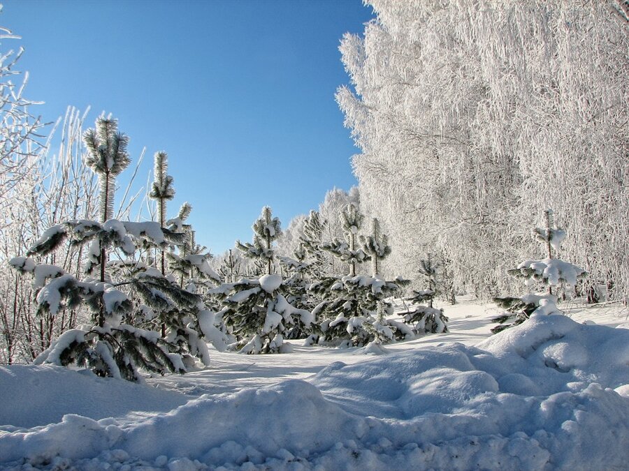 Зим 75. Зима в Сибири. Зимняя природа Сибири. Сибирская природа зима. Зимний пейзаж Новосибирска.