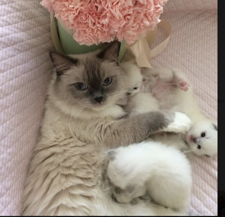 Лили с пометом В в мае 2017 года