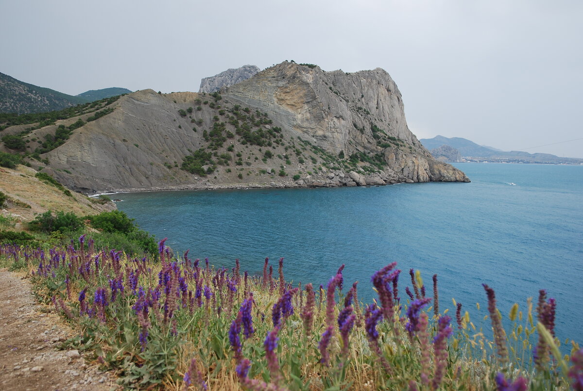 Горная лаванда. П.Новый Свет