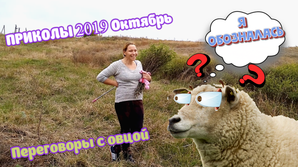 Овечка обозналась
