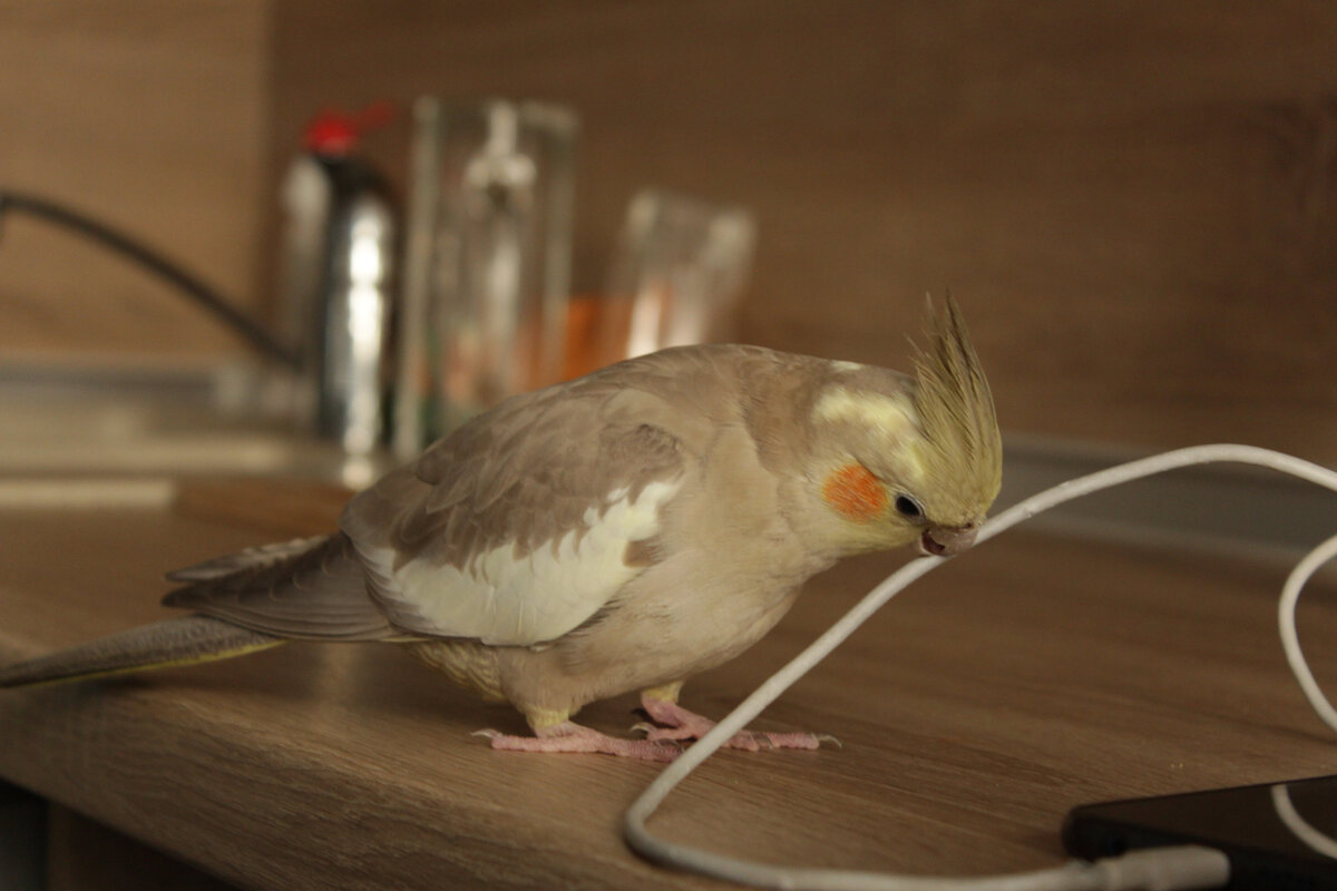 Пепси пытается испортить мой зарядник от телефона. Фото автора.