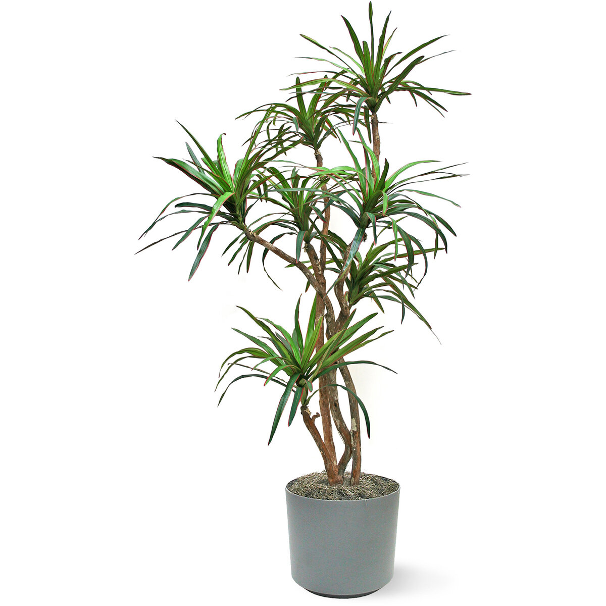 Драцена Маргината (Dracaena marginata)