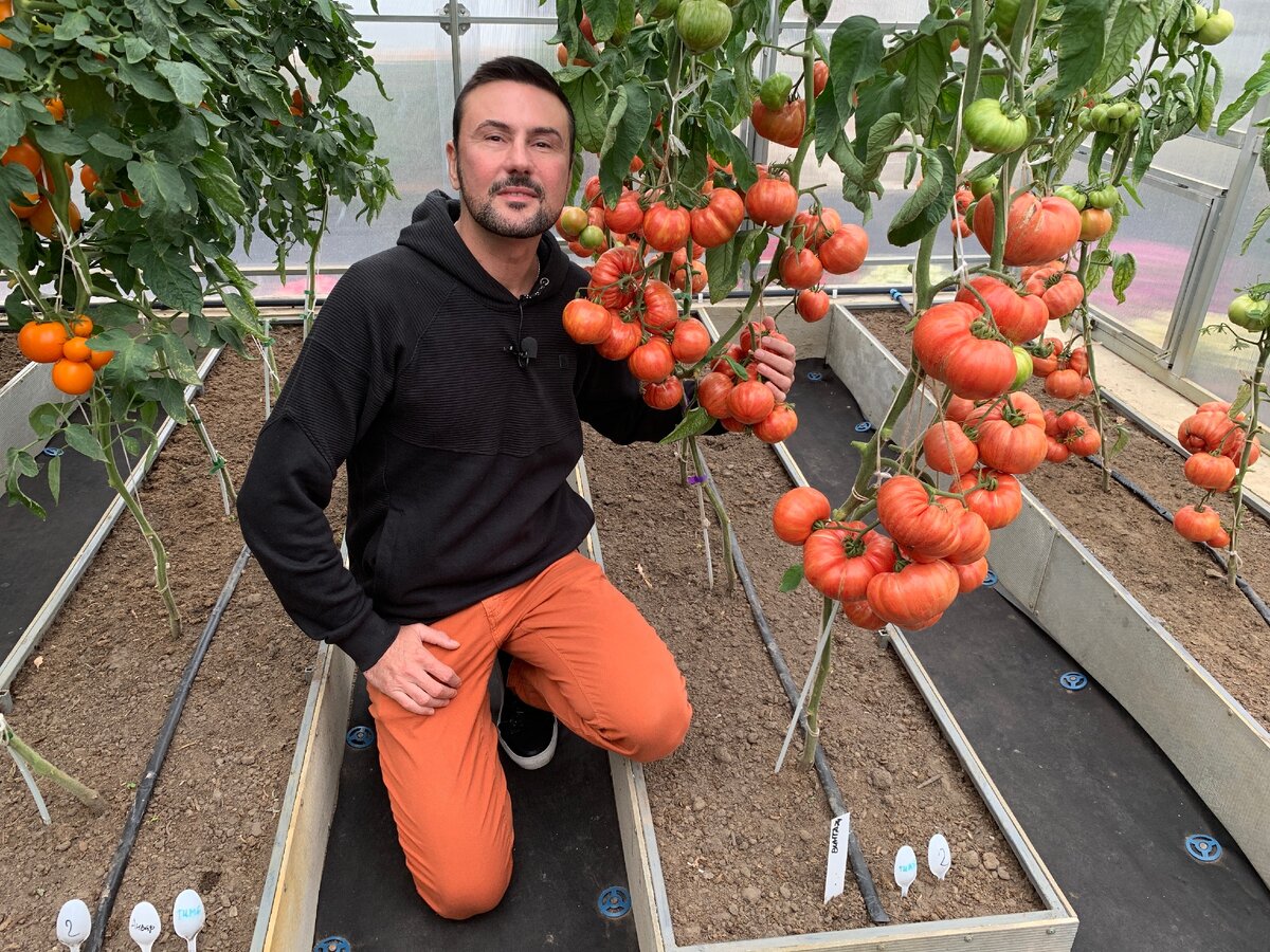 Как легко увеличить урожайность томатов?
