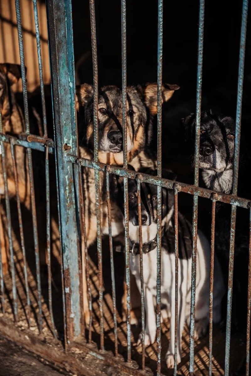 Этна, Йоко, Алли, Винс