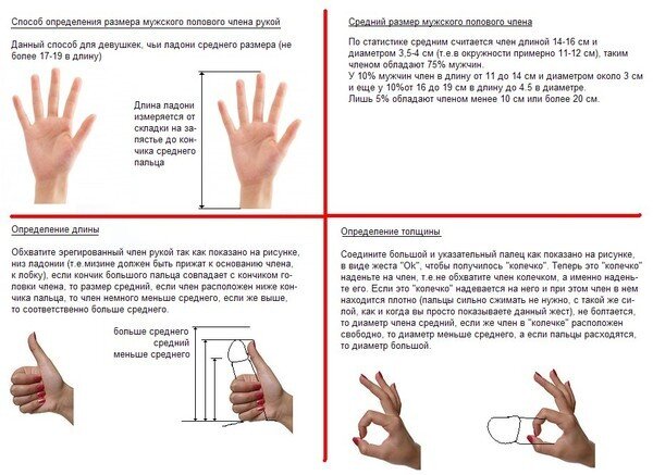 Правильное измерение длины и объема пениса