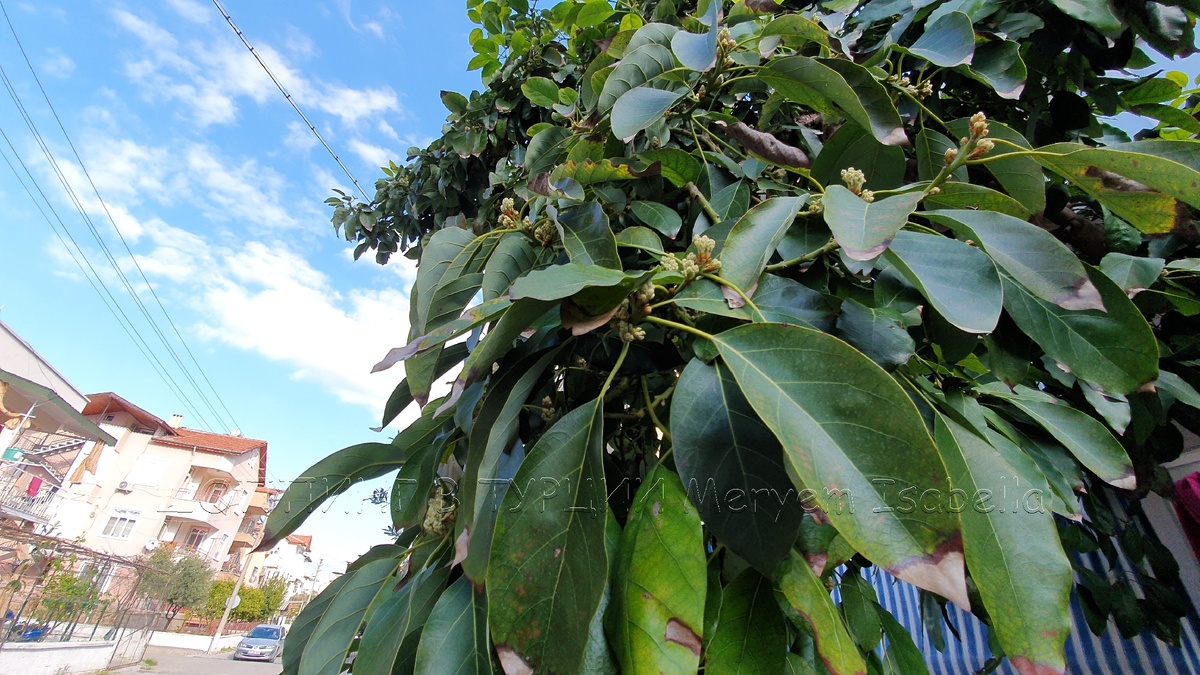 Авокадо давно собрали. И уже завязался новый урожай.