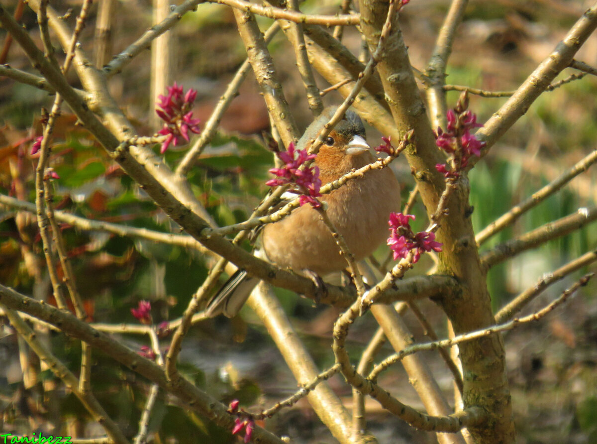 Зяблик / Fringilla coelebs