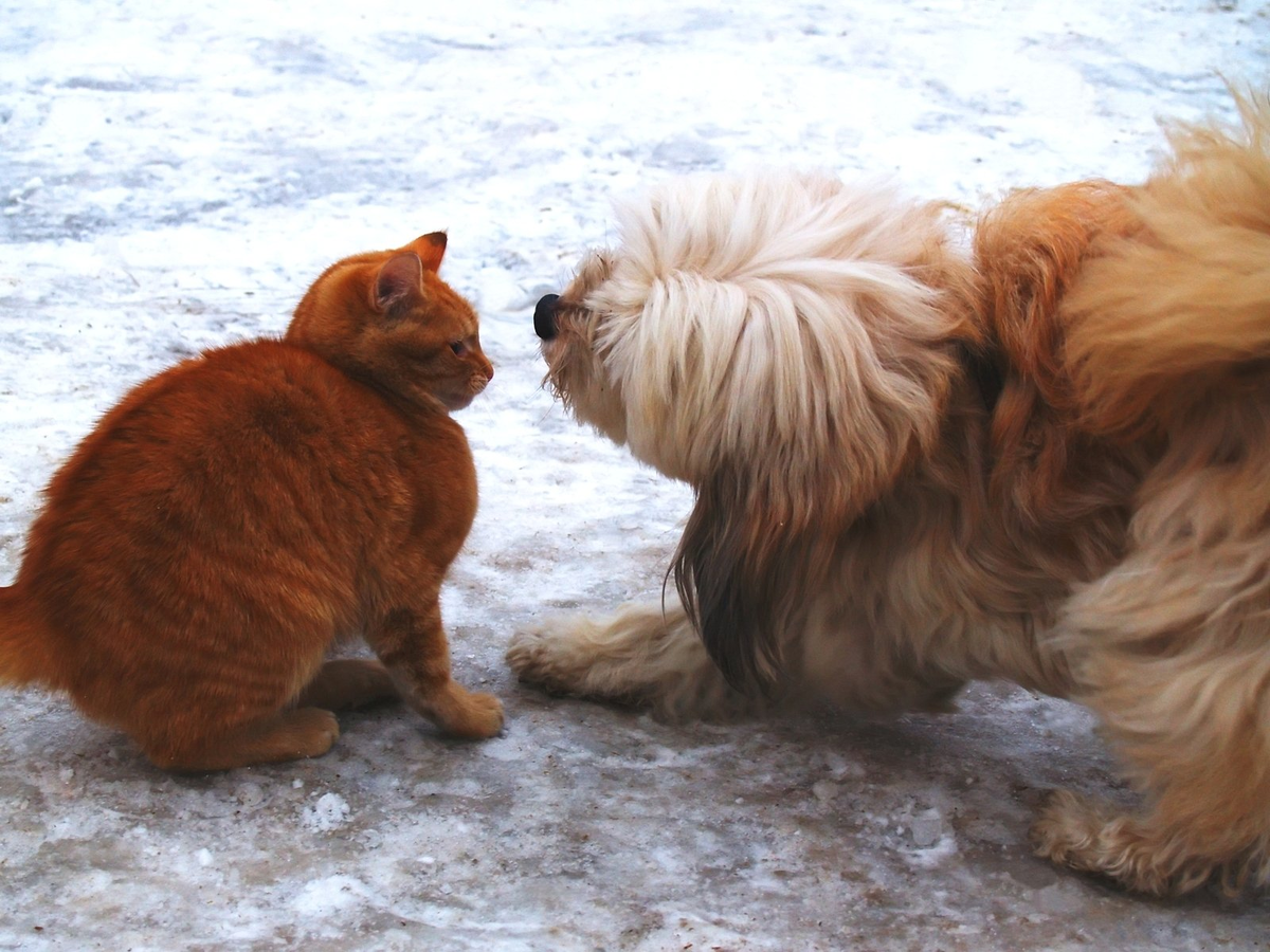 https://ru.freeimages.com/photo/cat-vs-dog-1403903