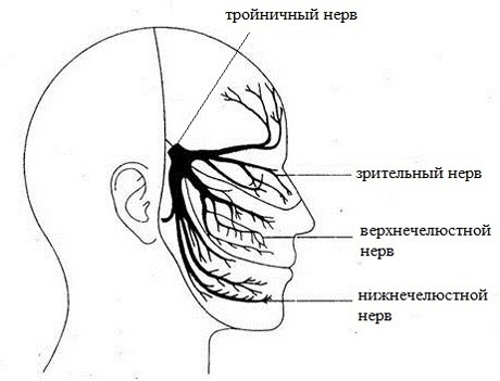 Анатомия расположения ветвей тройничного нерва