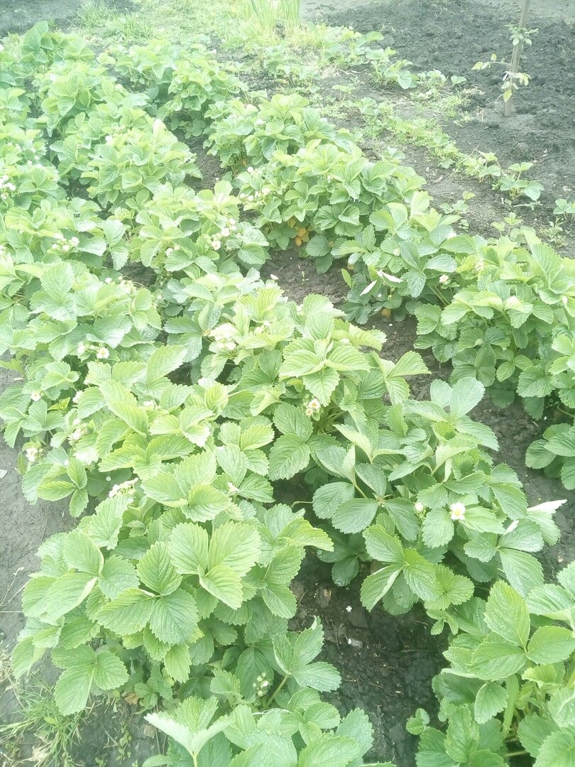 Моя клубника.