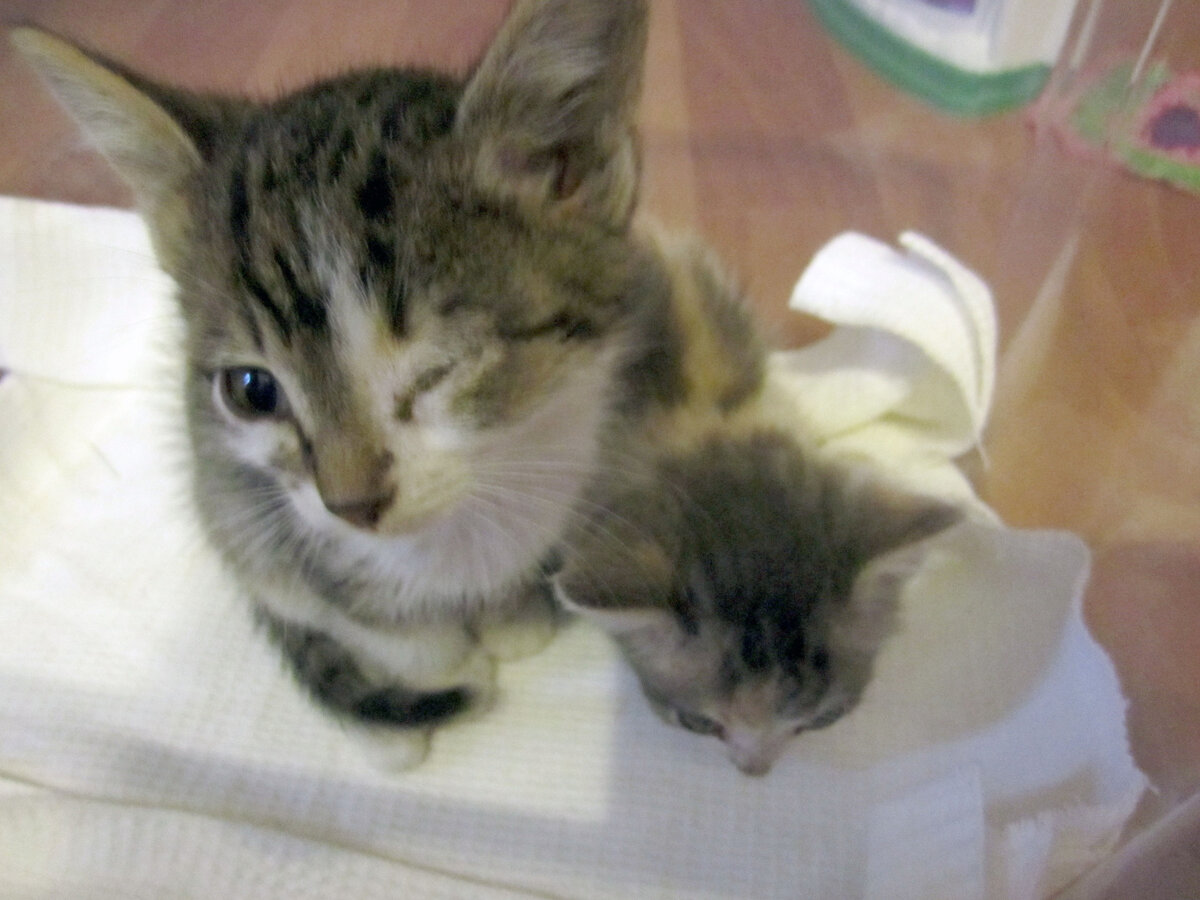 Ну как таких бросить?! фото автора