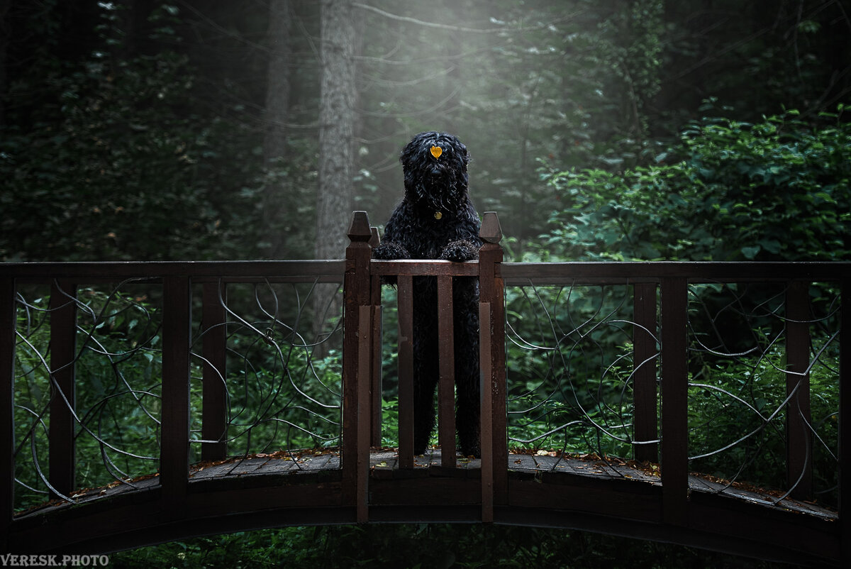 Черный - уже практически профессиональная фотомодель. :)