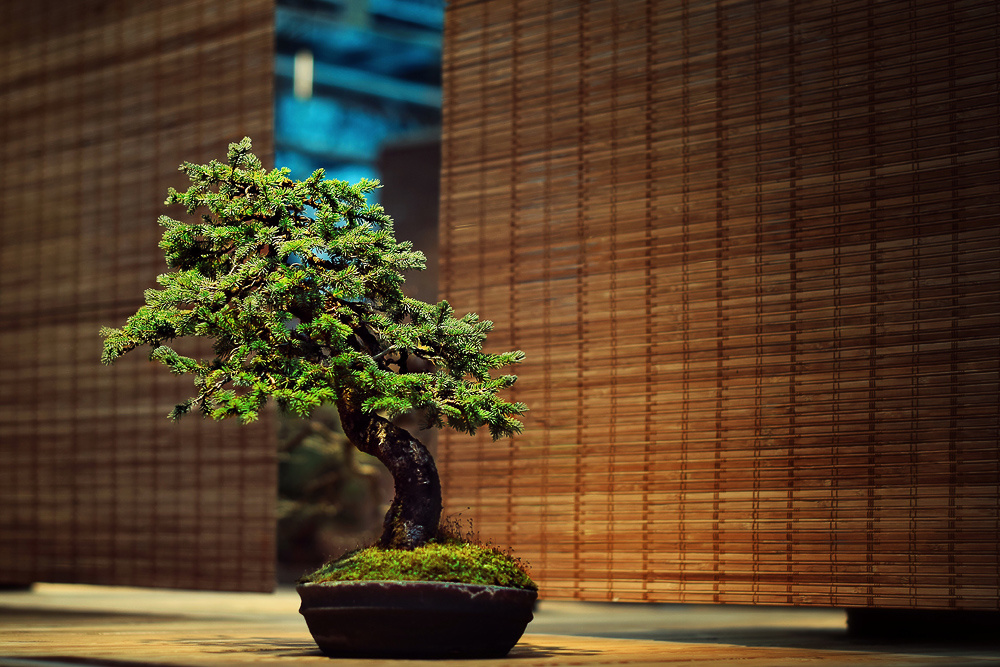 Фото: Яндекс картинки