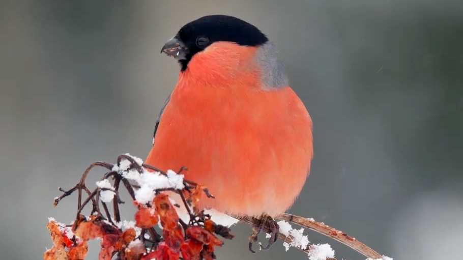 Птицы похожие на снегирей с красной