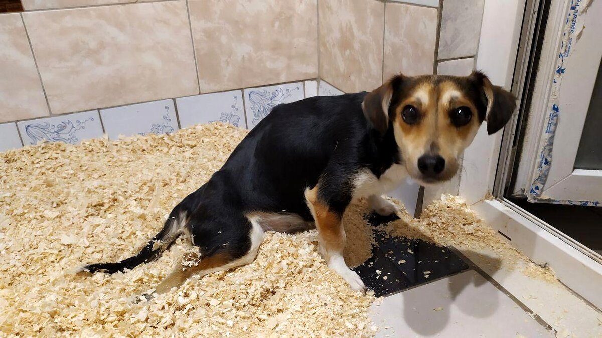 Фото взято из нашей группы https://vk.com/dogvernost