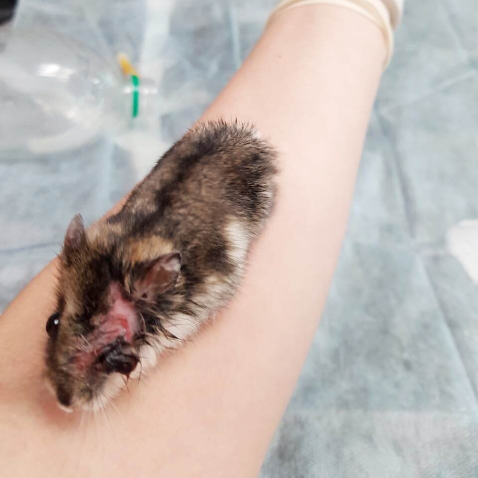 Хомяк с травмой глаза на осмотре