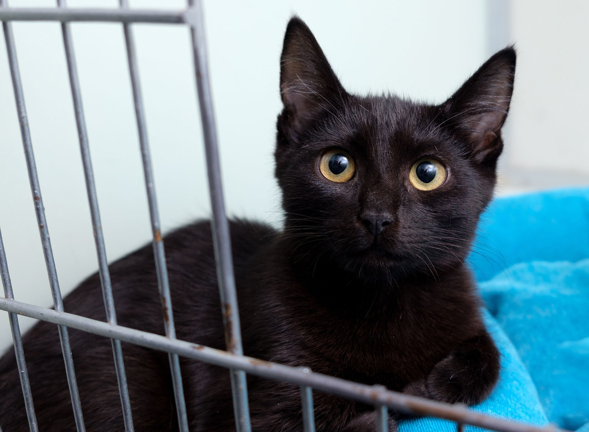 Сколько грусти в этих глазах и надежды!