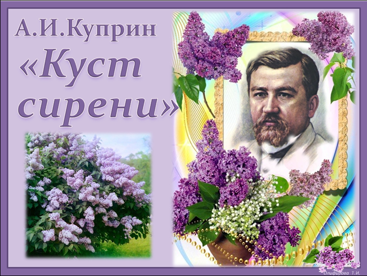 Сирень произведение. Александр Иванович Куприн куст сирени. Куст сирени Куприн. Куприн куст сирени 1894 год. Куприн куст сирени иллюстрации к рассказу
