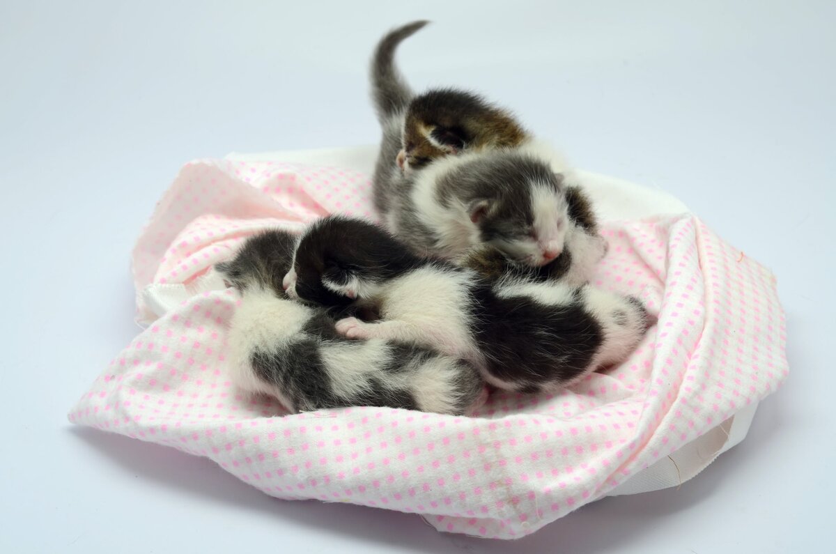 https://www.pexels.com/photo/white-and-black-kittens-lying-on-pink-and-white-textile-3907099/